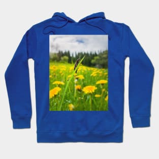 beetle in the dandelion field Hoodie